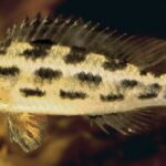 New Species Discovered in Amazon Rainforest