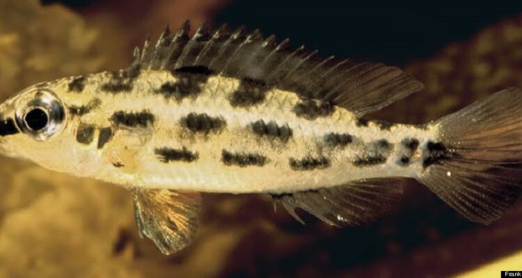 New Species Discovered in Amazon Rainforest