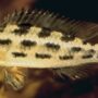 New Species Discovered in Amazon Rainforest